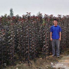 货真价实速生红叶樱花