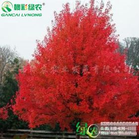 火焰紅櫟 江西紅櫟基地