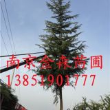 南京雪松價(jià)格 6米雪松價(jià)格 7米雪松基地