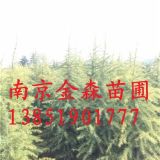 優(yōu)質(zhì)7米雪松  南京雪松基地 雪松多少錢