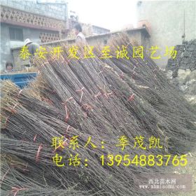 大红袍花椒苗批发价格 无刺花椒苗