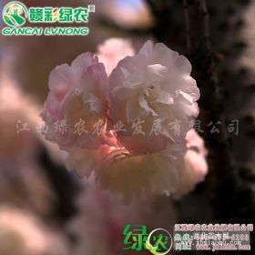 贵妃樱 云南樱花 樱花花期有多长