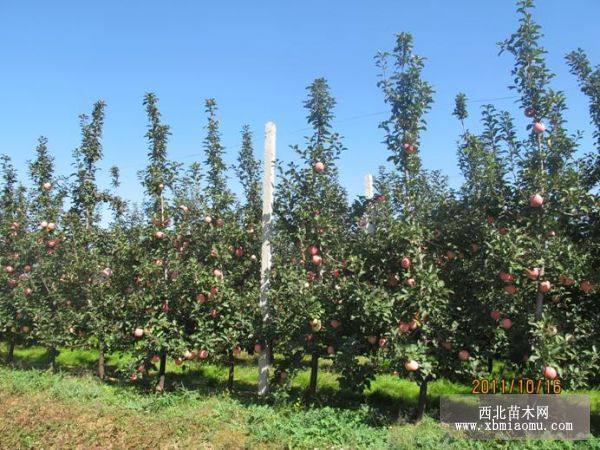 熊岳蘋果寒富二刀