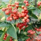 大紅袍花椒苗育苗基地 花椒樹苗