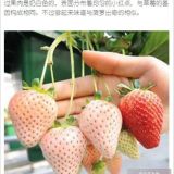 菠蘿莓 全明星草莓苗 巧克力草莓