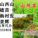 核桃苗.苹果苗.枣树苗.柿子苗.山楂苗.