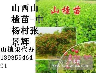 核桃苗.苹果苗.枣树苗.柿子苗.山楂苗.