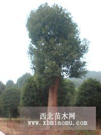 精品移栽香樟湖南移栽香樟價(jià)格