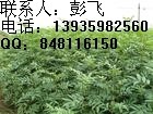 大红袍花椒苗批发