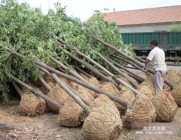 大葉女貞速生白臘