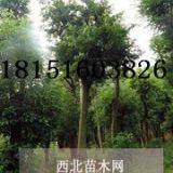 江蘇樸樹苗圃 優(yōu)質(zhì)25公分樸樹價格