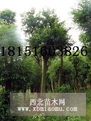 江苏朴树苗圃 优质25公分朴树价格