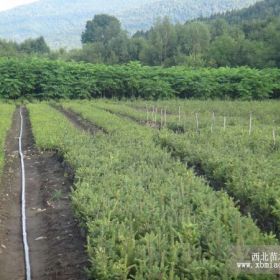 青海云山，青白扦，核桃