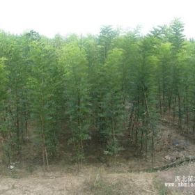 工程合欢树山东全冠合欢树