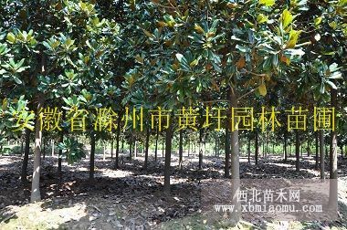 8公分廣玉蘭價格與修剪小常識