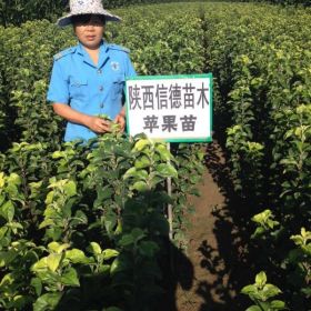 陕西苹果苗|陕西苹果苗品种|陕西苹果苗基地