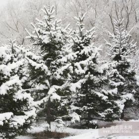 河北雪松，欒樹提前開花 雪松首次