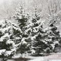 河北雪松，欒樹提前開花 雪松首次