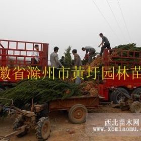 龙柏主产区颇具诱惑的2米龙柏价格