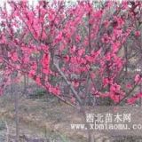 沭陽(yáng)亞泰園林長(zhǎng)期供應(yīng)紅葉桃