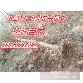 河北3公分垂柳价格6公分垂柳价格