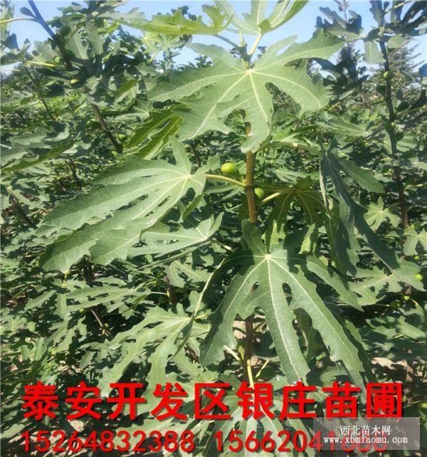 无花果树苗价格