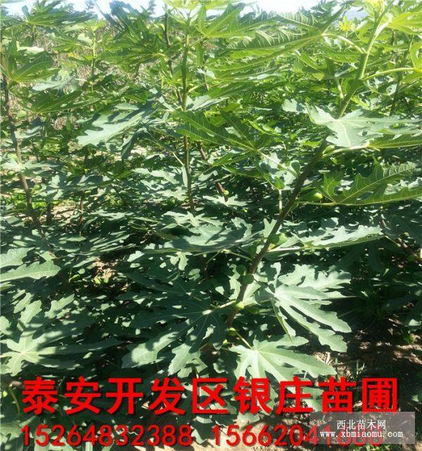 无花果树苗价格