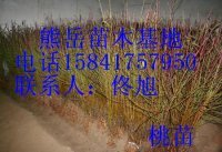 遼寧桃樹苗供應(yīng)，價格低，