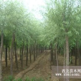 馒头柳价格 河北馒头里报价