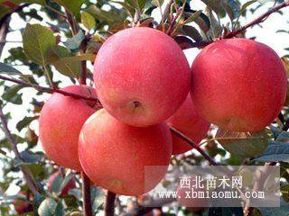 岳陽紅蘋果苗