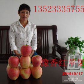 河南果樹長垣桃苗新鄉(xiāng)豫香紅蘋果苗