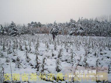 雪松