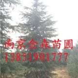 供應(yīng)3米雪松 4米雪松 5米雪松 南京雪松基地