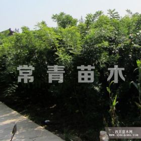 急需處理國槐樹苗 雙季槐樹苗量大