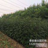 大紅袍花椒苗基地 專為甘肅 四川