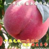 燕川紅原名新生6號桃苗木運城臨猗