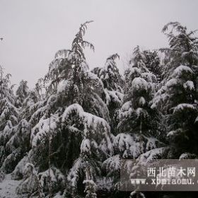 河南雪松价格