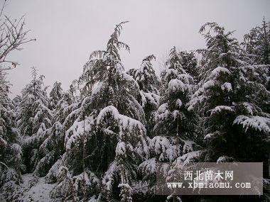 雪松