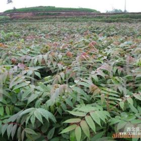 山东红油香椿苗 当年香椿小苗