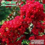 供應(yīng)大紅紫薇　紅火球紫薇小苗價(jià)格