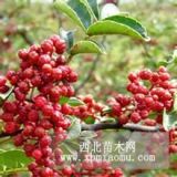 大紅袍花椒樹苗規(guī)格齊全價格便宜