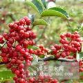 大紅袍花椒樹苗規(guī)格齊全價(jià)格便宜