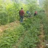 山东花椒苗基地 山东花椒苗基地