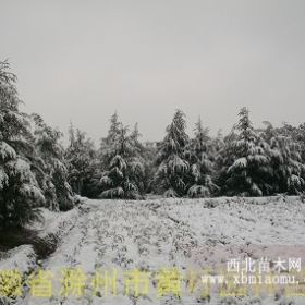 4.1米雪松价格