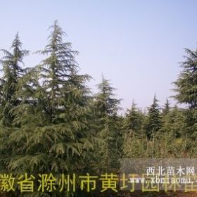 地径Ф20公分干径雪松价格