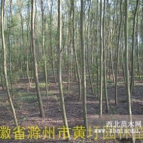 垂柳基地供7公分垂柳价格