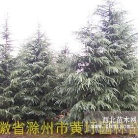 干径或称杆径10公分雪松价格