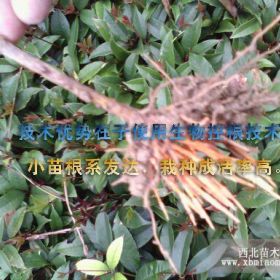 湖北省咸寧桂花基地低價出售桂花苗