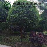 成都桂花|成都桂花批發(fā)|高桿桂花