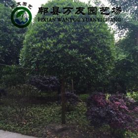 成都桂花|成都桂花批发|高杆桂花